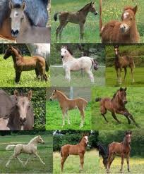 POULIN DE TOUTE SAURETE